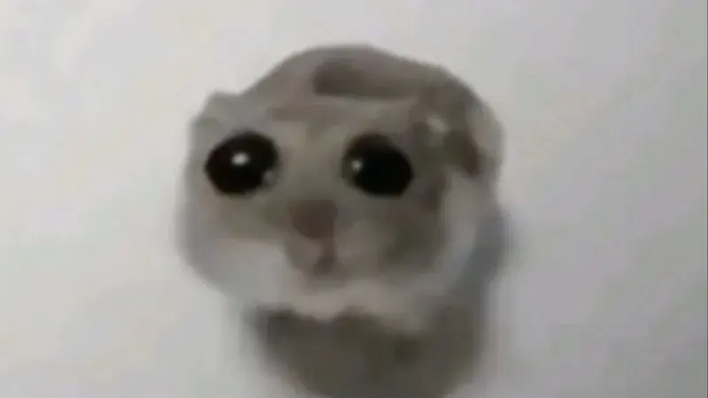 A hamster with big watery downturned eyes looking disappointed