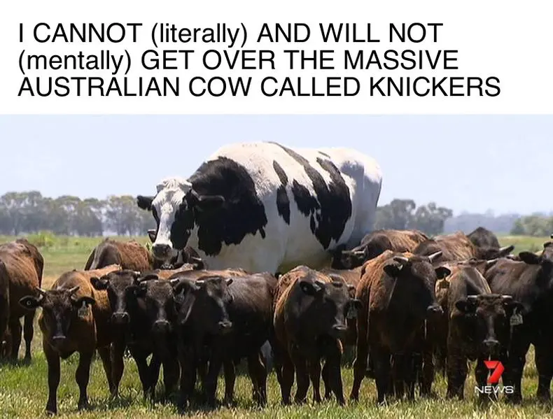 News footage of an enormous black-and-white steer towering over a herd of brown cattle, captioned about "the massive Australian cow called Knickers"
