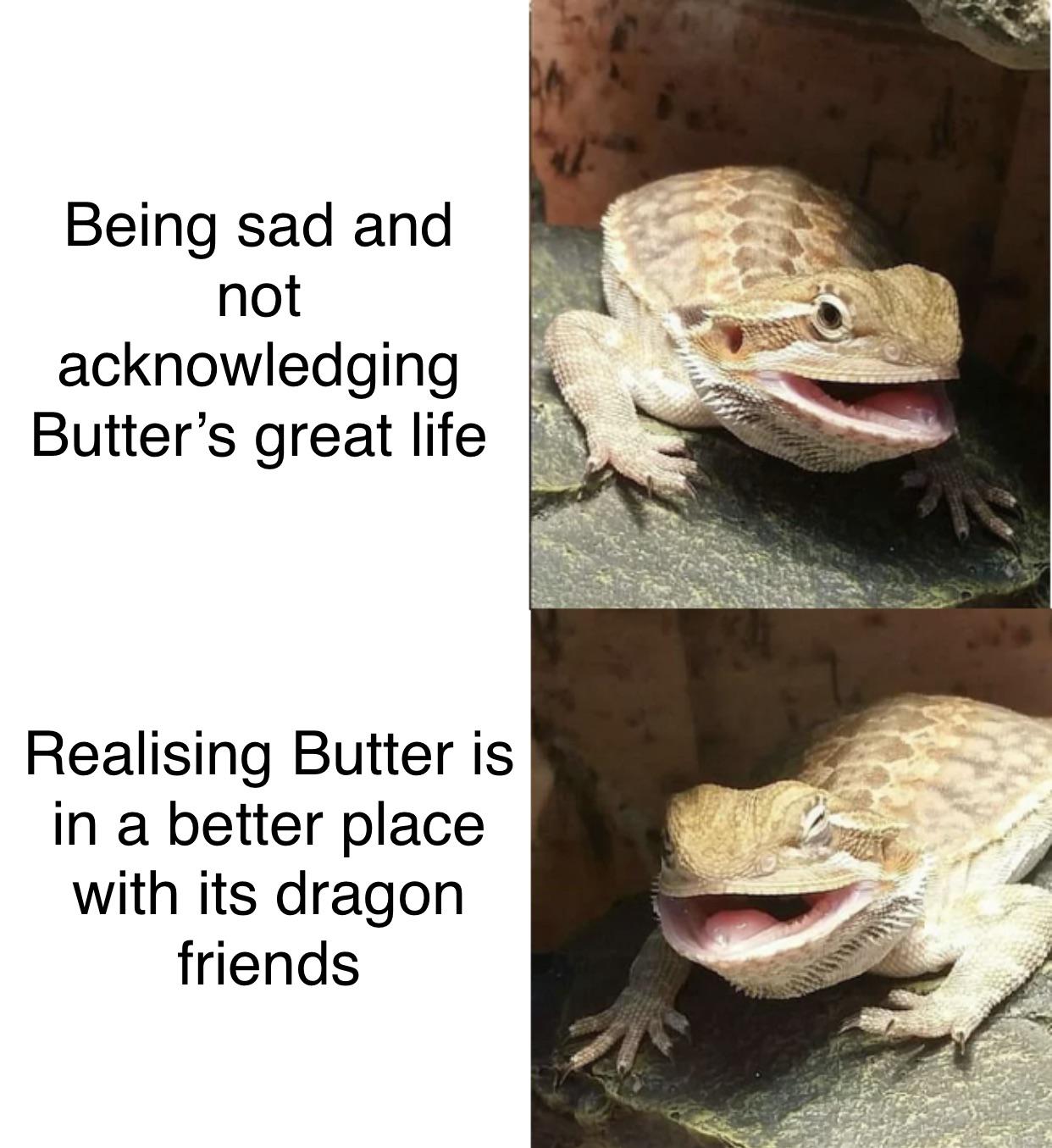 Butter the Bearded Dragon meme