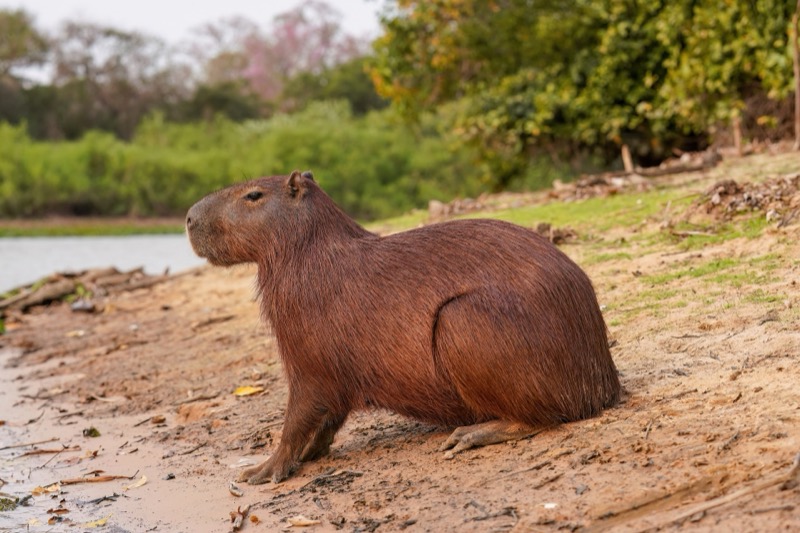 A calm, unbothered capybara