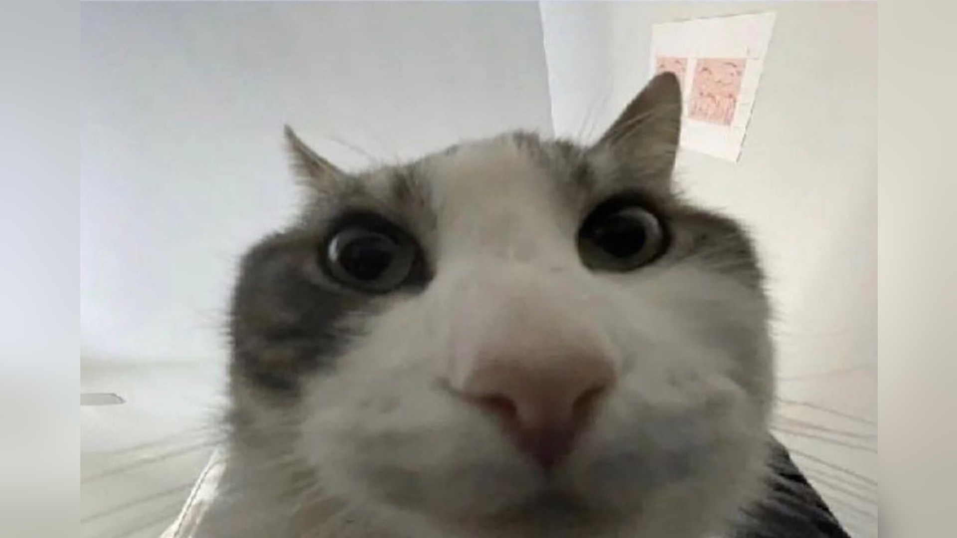 Cat Looks Inside meme example