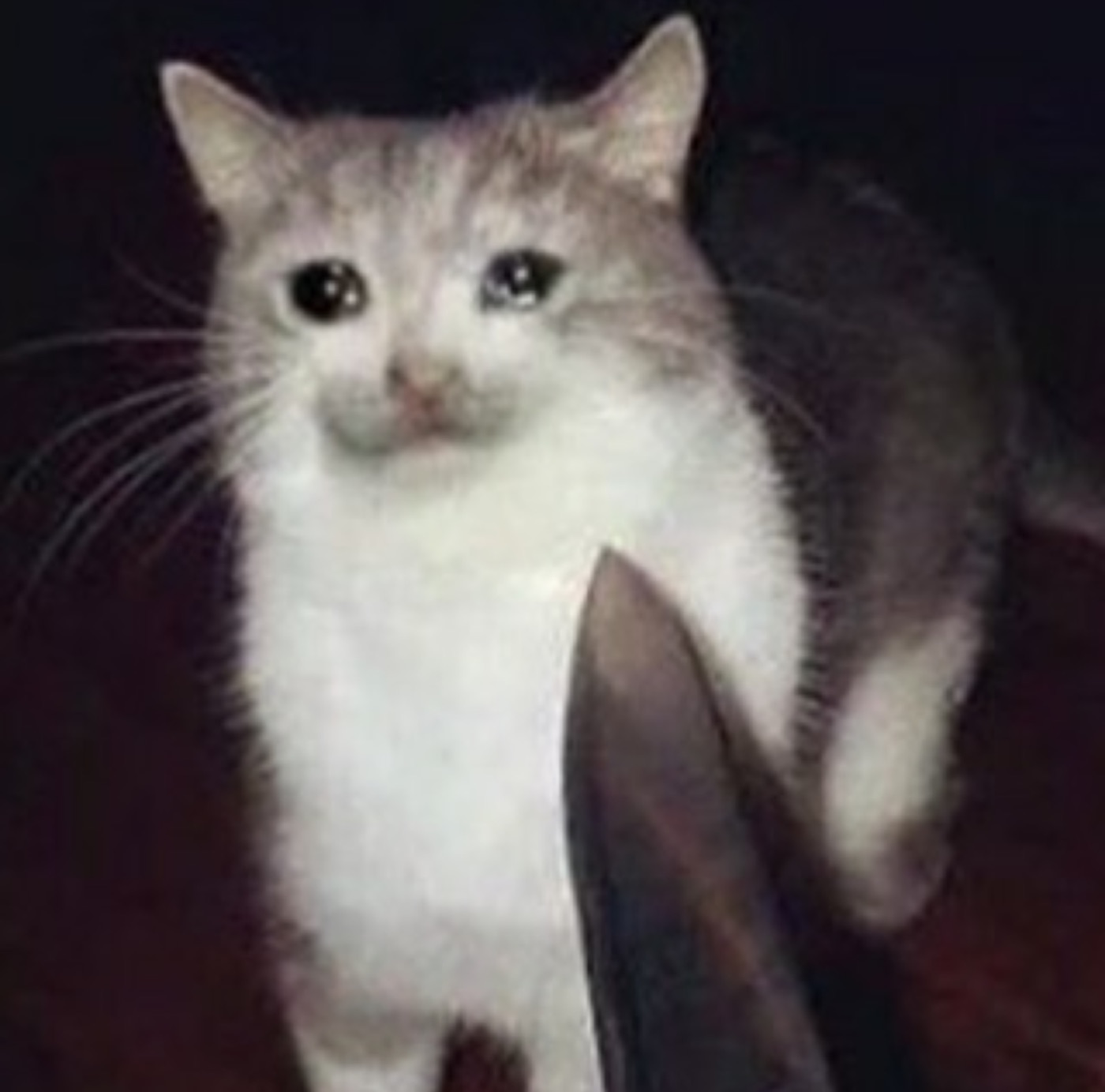 Crying Cat meme example