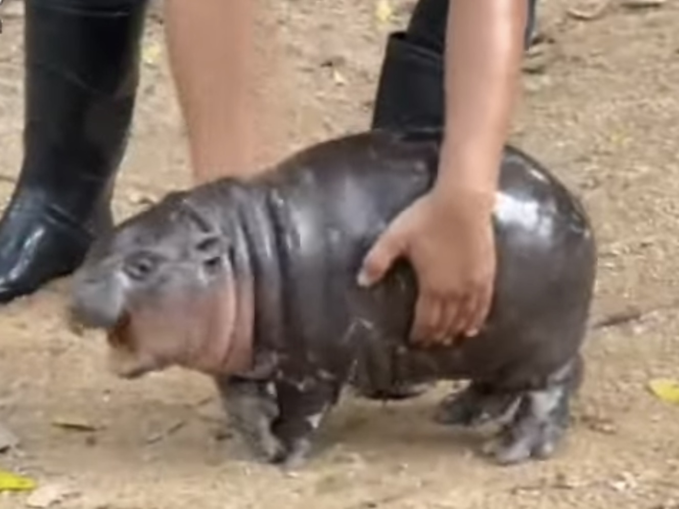 A small round pygmy hippo calf looking slippery and slightly annoyed