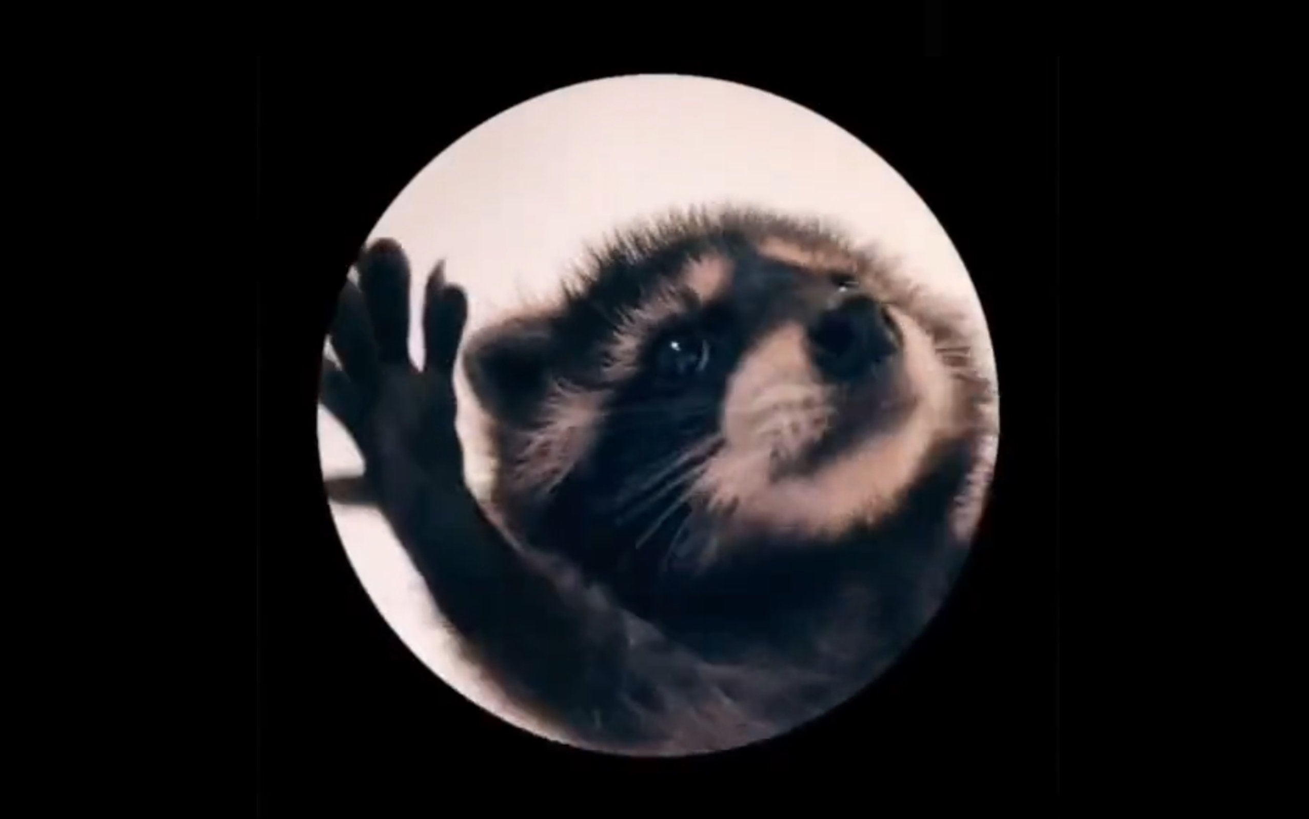 Pedro Raccoon meme