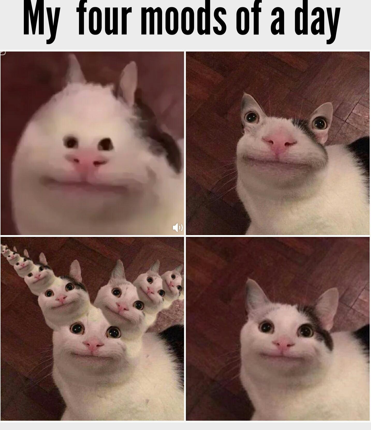 Polite Cat meme example
