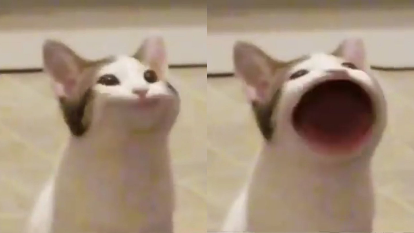 Popcat meme