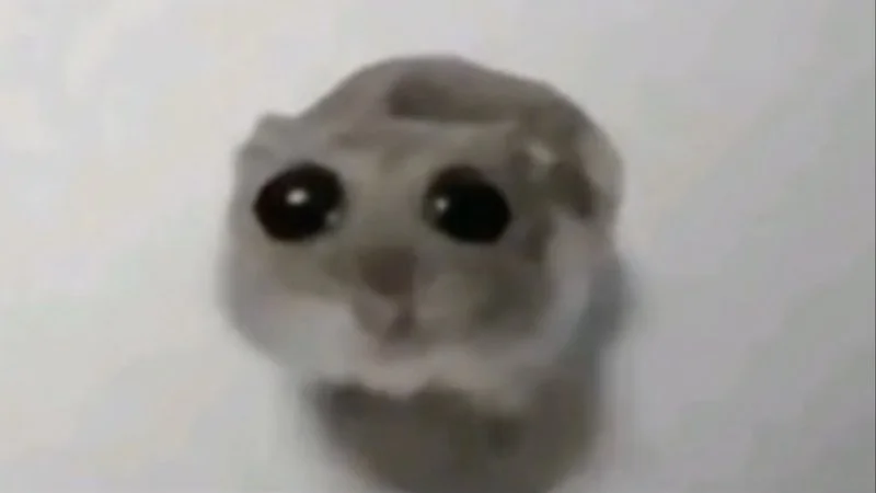A hamster with big watery downturned eyes looking disappointed