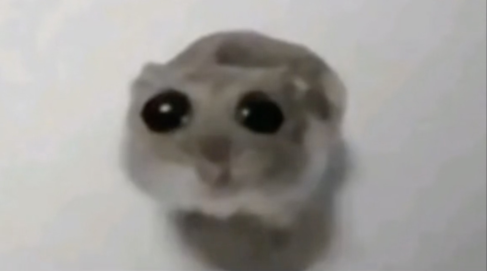 Sad Hamster meme example