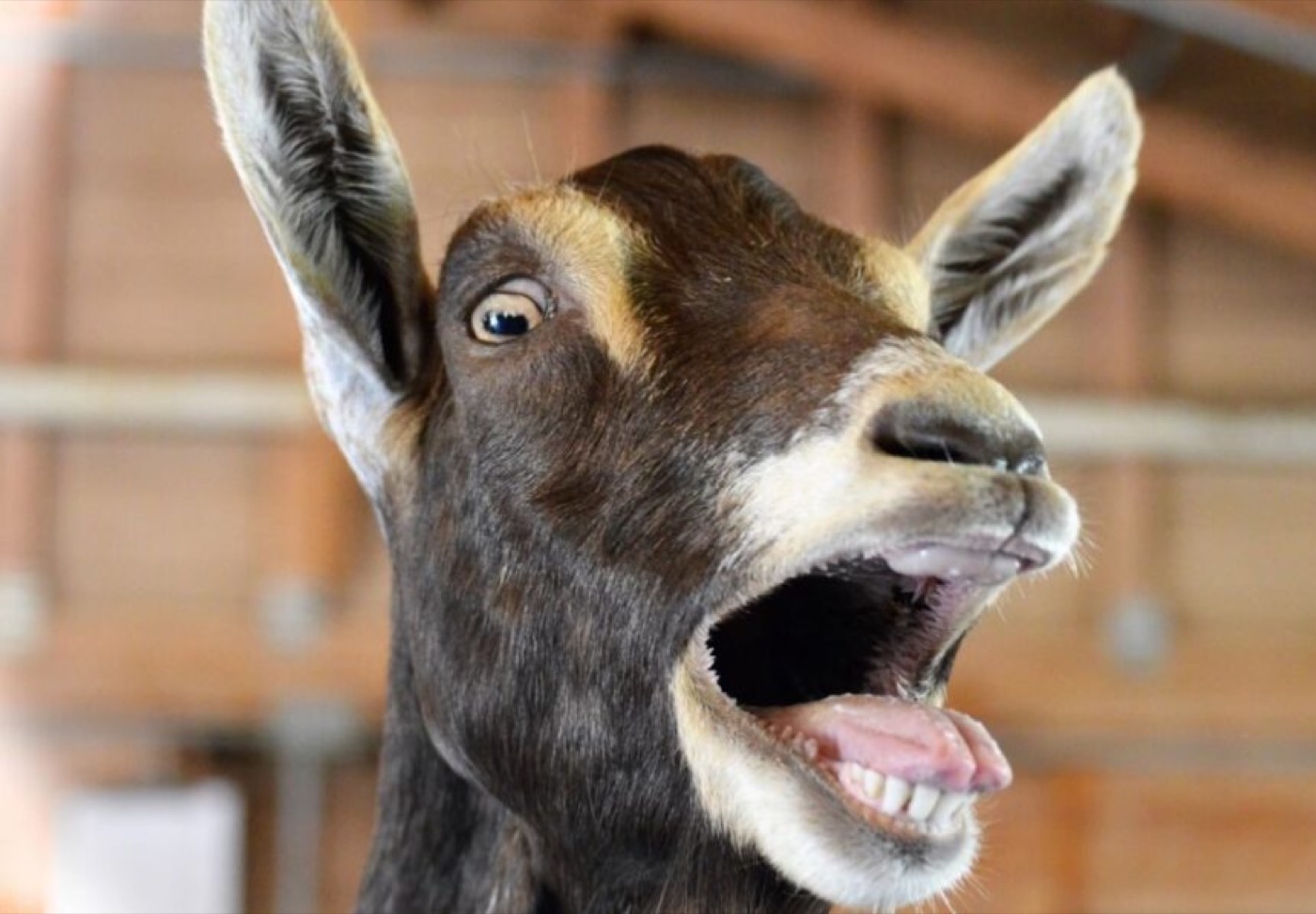 Close-up of a brown goat with its mouth wide open mid-bleat, ears back, blurred wooden barn behind