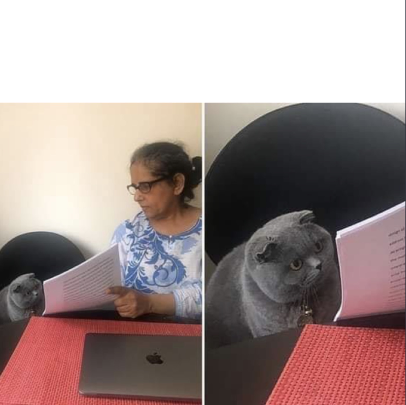 Woman Showing Papers to Grey Cat meme example